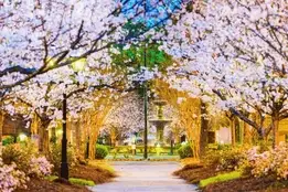 Top Nurse Practitioner Programs in Georgia | 2025