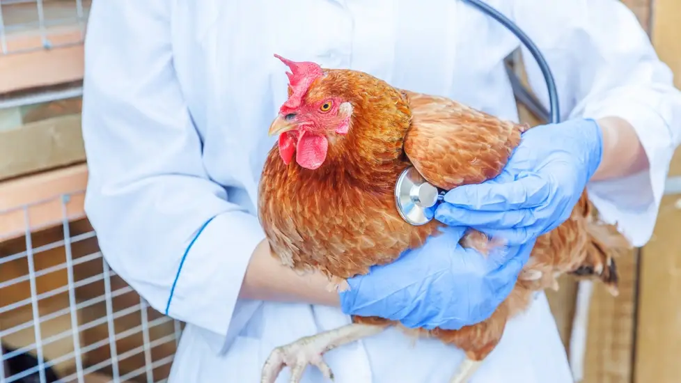 The Bird Flu 2025: What Nurses Need to Know