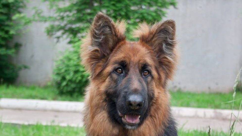 This Is Why K9s Are The Newest Team Members At Hospitals