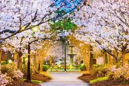 direct entry msn georgia