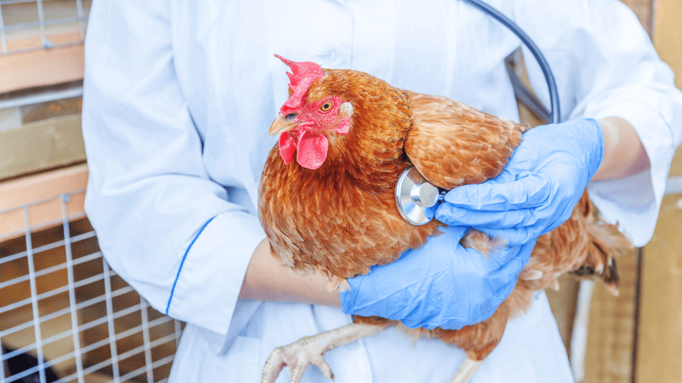 The Bird Flu 2025: What Nurses Need to Know