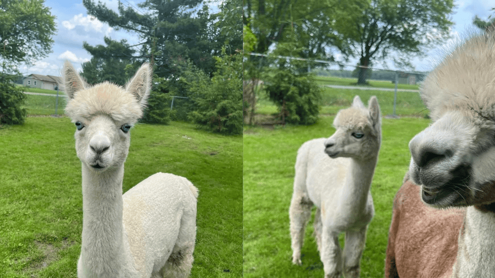 Move Over Therapy Dogs—This Nurse Uses Alpacas to Heal Burnt-Out Nurses
