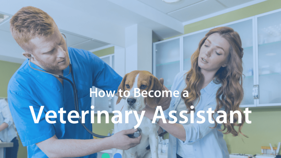 How to Become a Veterinary Assistant