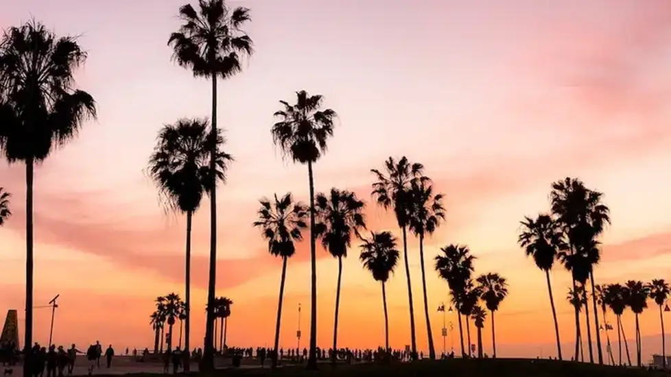 travel nurses earn more in these states palm trees