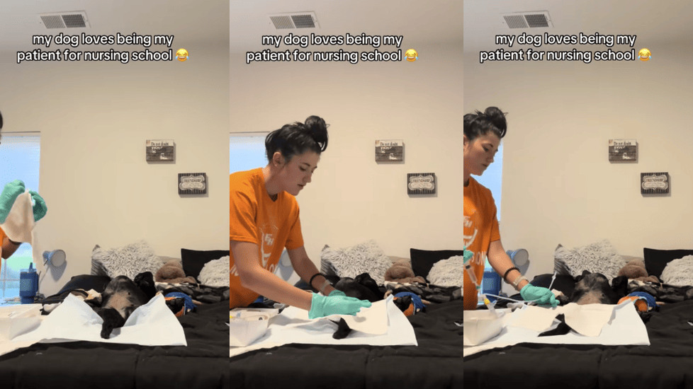 Dog Goes Viral for Playing “Patient” in Nursing Student’s Sim Lab