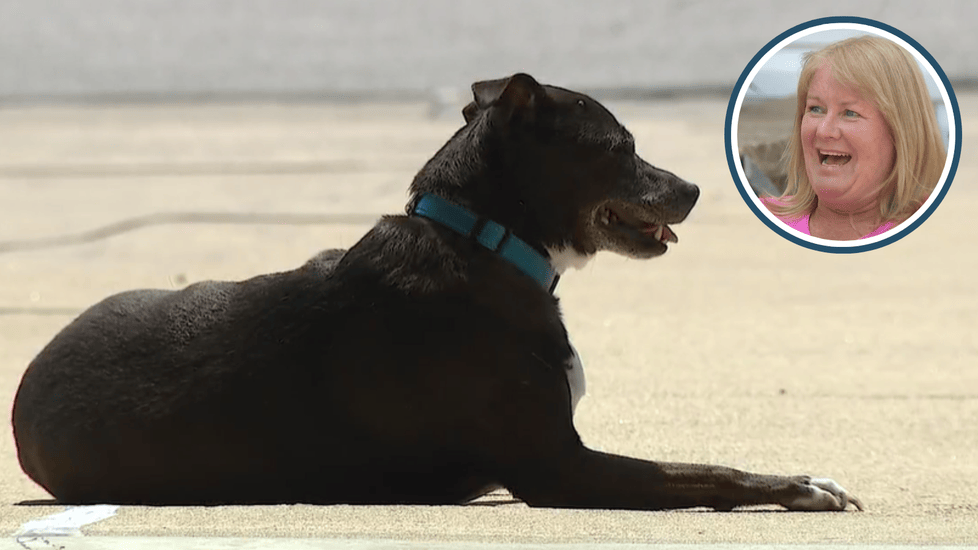 Ohio Nurse Honored After Saving Neighbor’s Rescue Dog With Heimlich and CPR