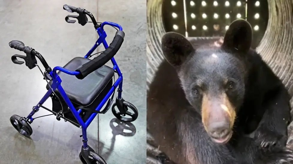 Bear Breaks Into Nursing Home — Nurses Fight It Off With a Walker and Rice Krispies