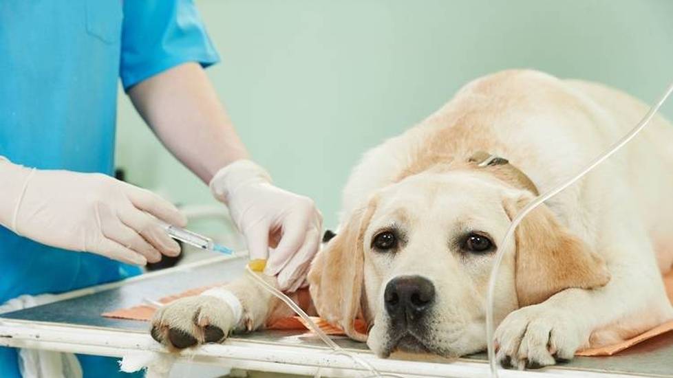 Vet Techs Are Fighting for the Title ‘Registered Veterinary Nurse’ — Human Nurses Say No